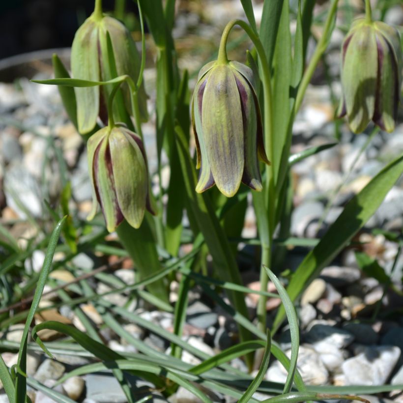 Fritillaire hermonis ssp. amana (Plant habit)