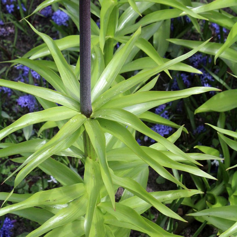 Fritillaire imperialis Orange Beauty - Couronne impériale (Foliage)