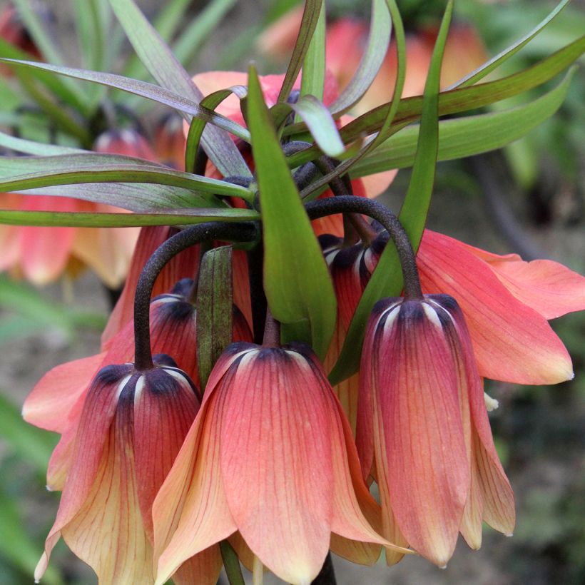Fritillaire imperialis Orange Beauty - Couronne impériale (Flowering)