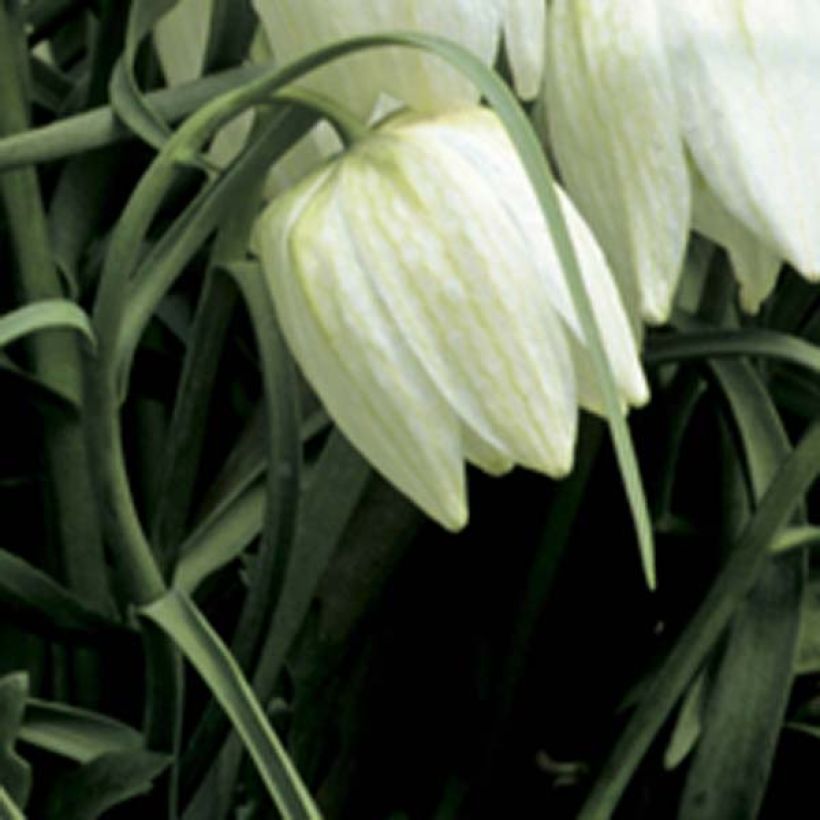 Fritillaire pintade - Fritillaria meleagris Alba (Flowering)