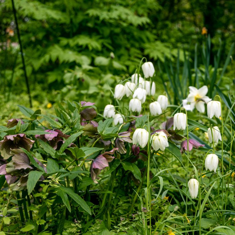Fritillaire pintade - Fritillaria meleagris Alba (Plant habit)