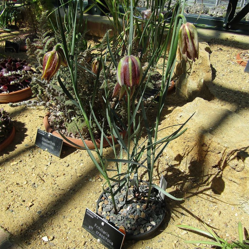 Fritillaria crassifolia ssp crassifolia - Fritillaire botanique (Plant habit)