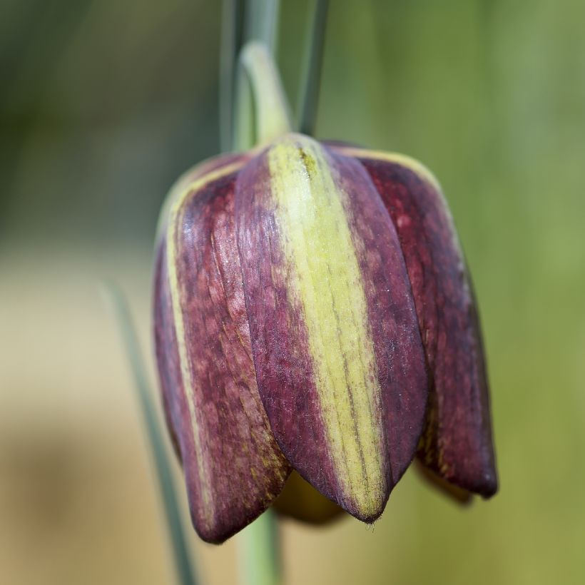 Fritillaria crassifolia ssp crassifolia - Fritillaire botanique (Flowering)
