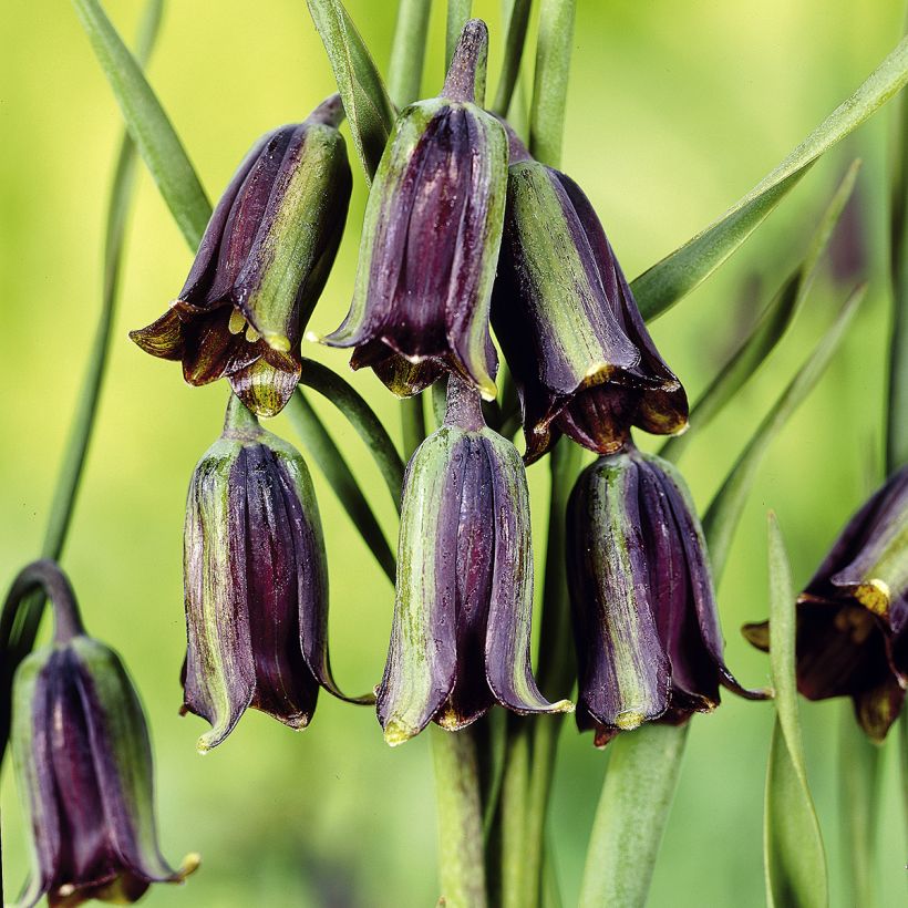 Fritillaria elwesii - Fritillaire botanique (Flowering)