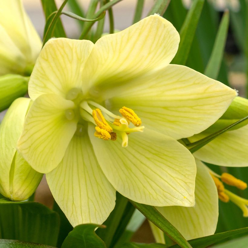 Fritillaria raddeana - Couronne impériale (Flowering)