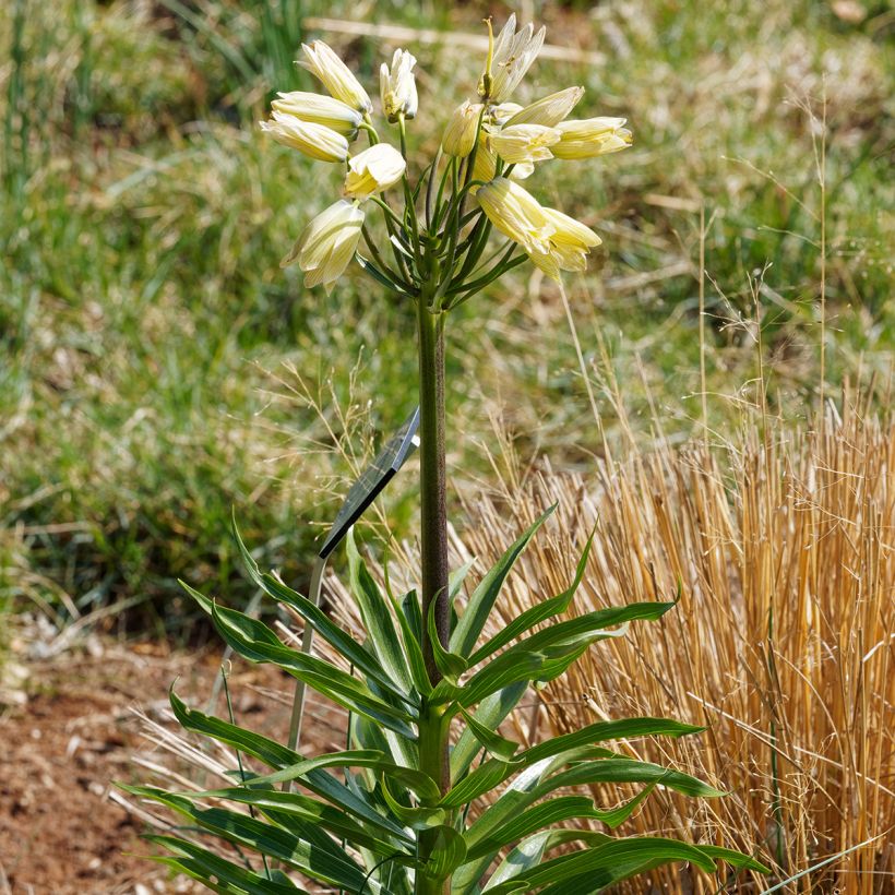Fritillaria raddeana - Couronne impériale (Plant habit)