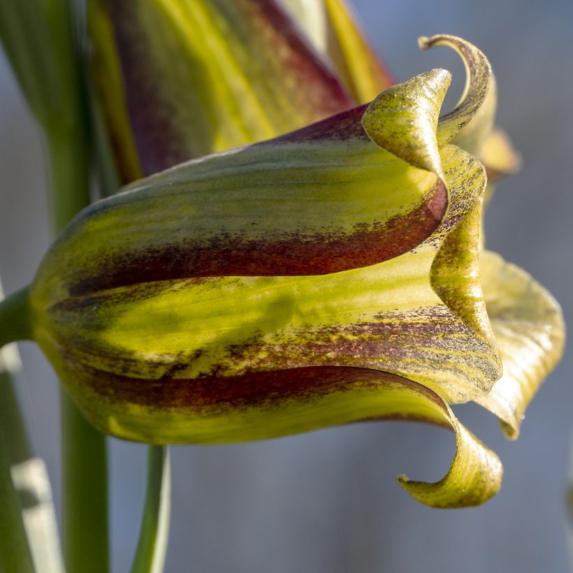 Fritillaria olivieri - Fritillaire botanique (Flowering)