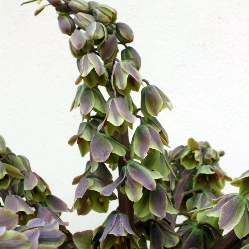 Fritillaria persica Green Dreams - Fritillaire de Perse (Flowering)