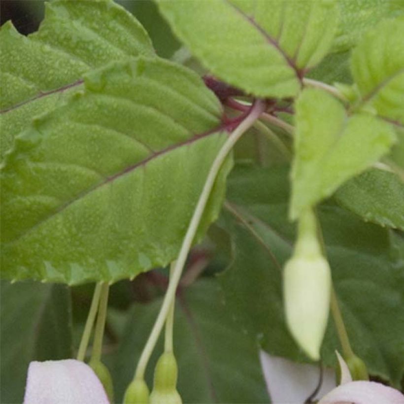 Fuchsia Annabel (Annabelle) (Foliage)