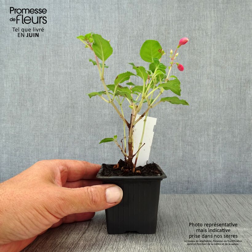 Example of Fuchsia Beacon Rosa Godet de 8/9 cm as you get in ete