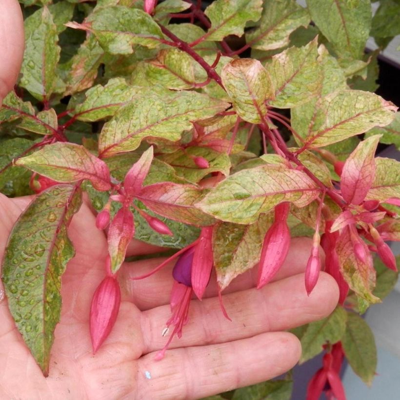 Fuchsia rustique Happy Birthday (Flowering)