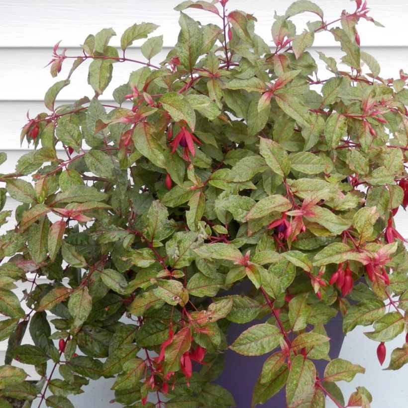 Fuchsia rustique Happy Birthday (Plant habit)
