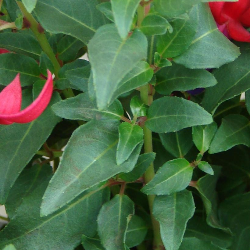 Fuchsia rustique Marjory Black (Foliage)