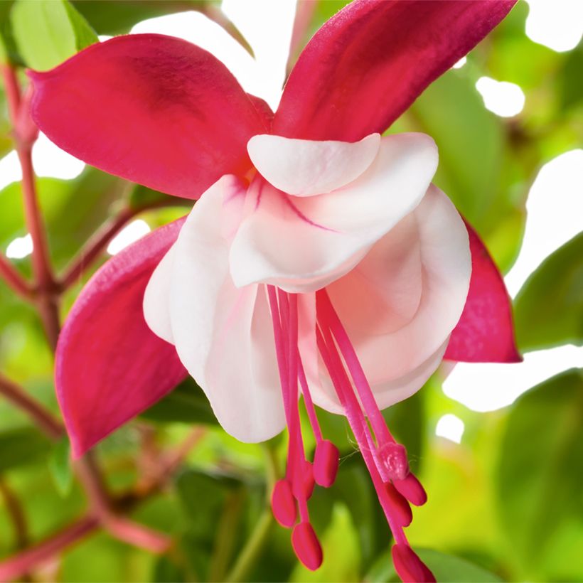 Fuchsia magellanica Snow Cap - Fuchsia rustique (Flowering)