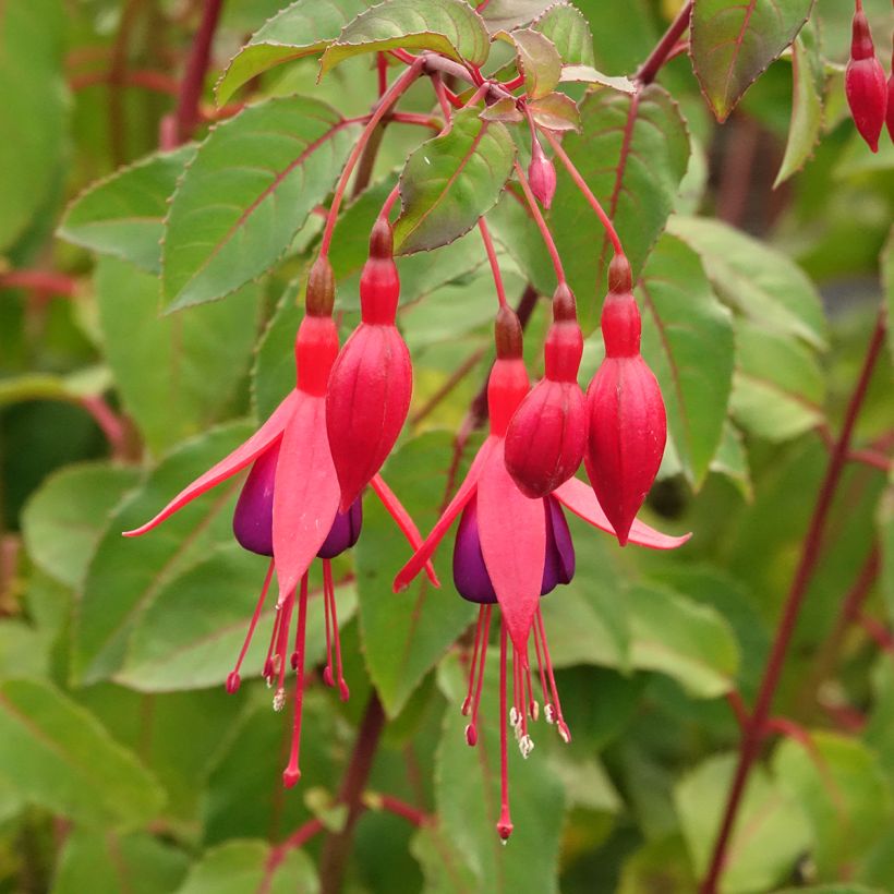 Fuchsia rustique Mrs Popple (Flowering)