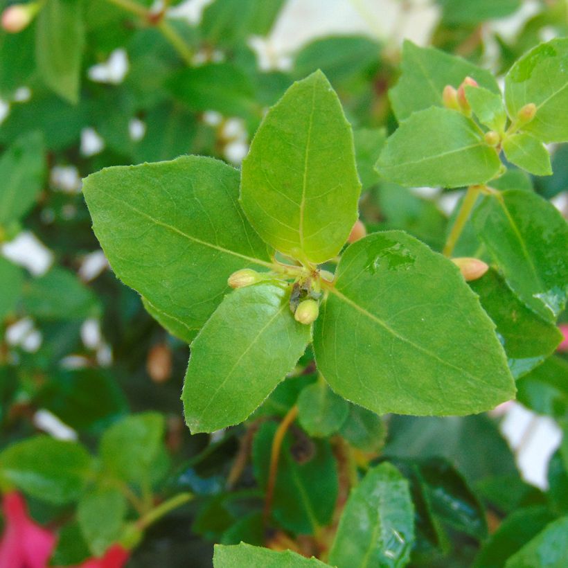 Fuchsia rustique Tom Thumb (Tom Pouce) (Foliage)