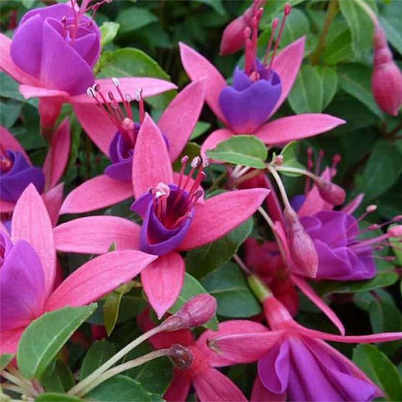 Fuchsia rustique Tom Thumb (Tom Pouce) (Flowering)
