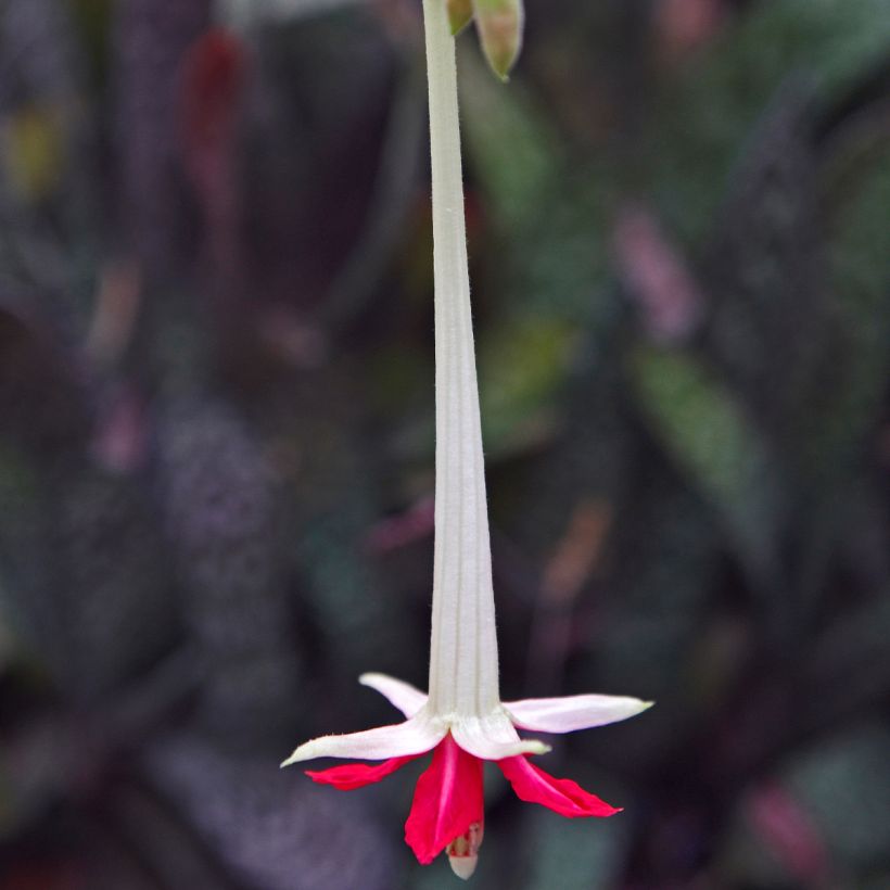 Fuchsia boliviana Alba - Fuchsia de Bolivie (Flowering)