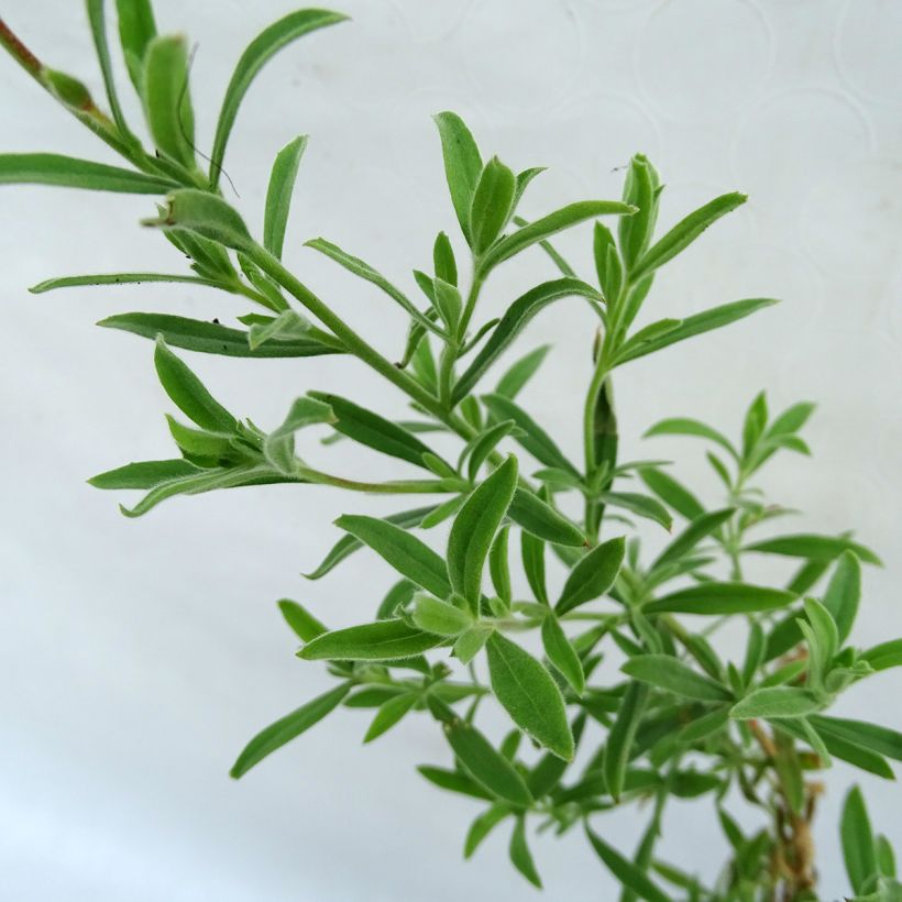 Fuchsia de Californie - Zauschneria californica (Foliage)