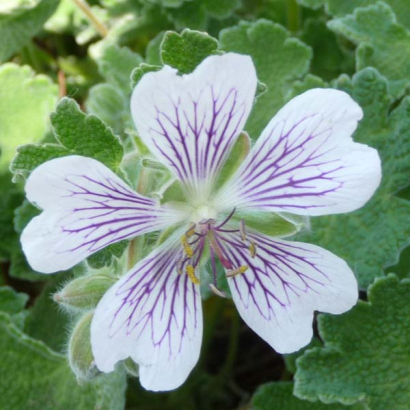 Géranium vivace renardii (Flowering)