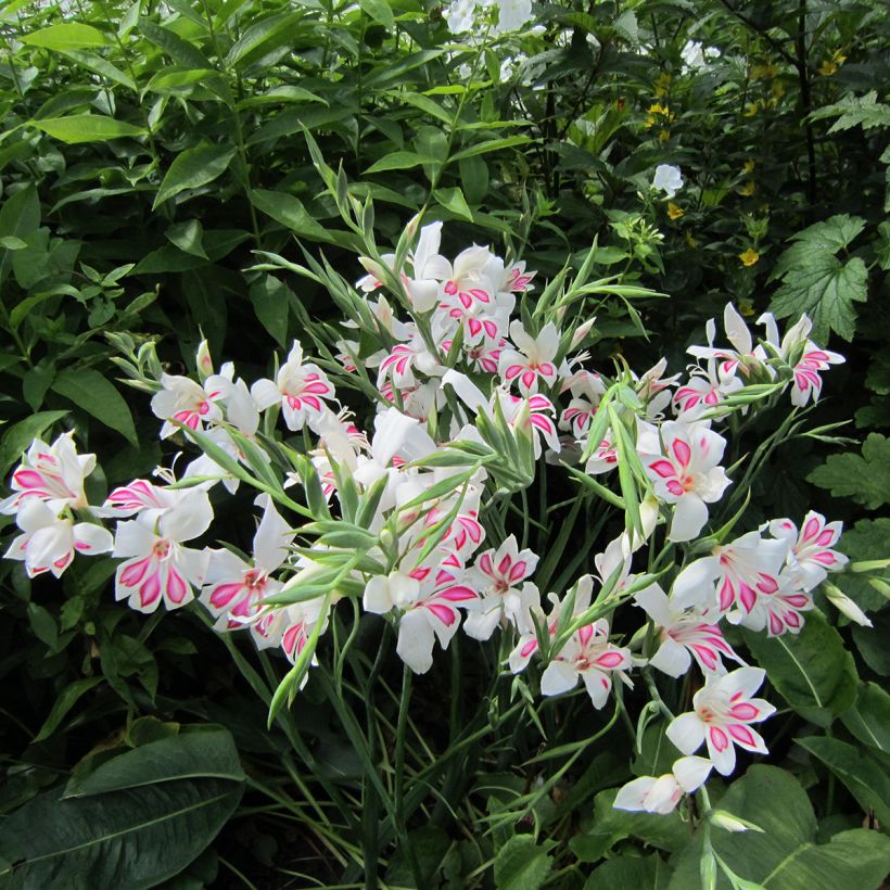 Glaieul ou Gladiolus nanus Prins Claus (Plant habit)