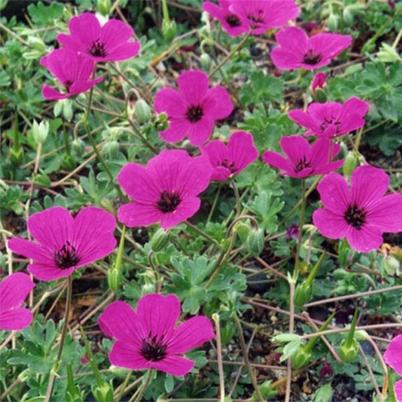 Géranium vivace cinereum v. subcaulescens Giuseppii (Flowering)