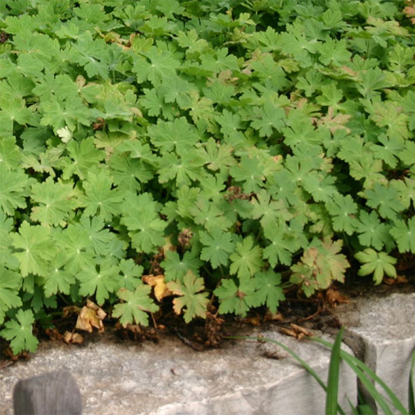 Géranium vivace macrorrhizum Bevan s Variety (Plant habit)