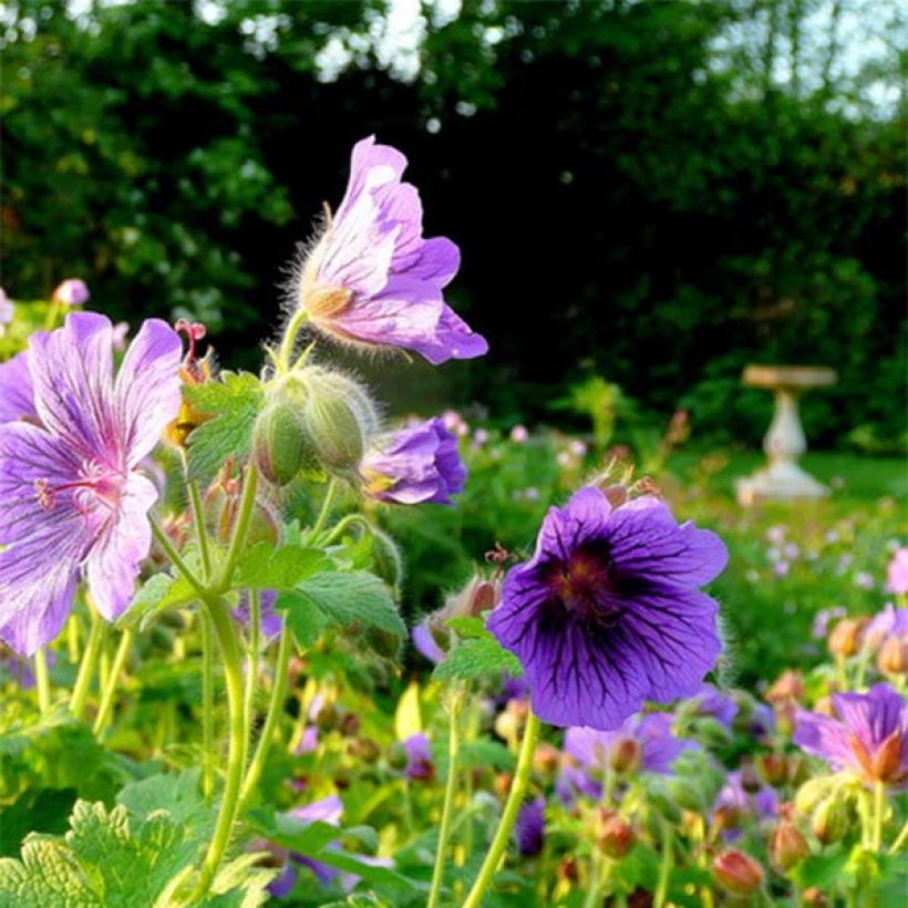 Géranium vivace magnificum Blue Blood (Flowering)