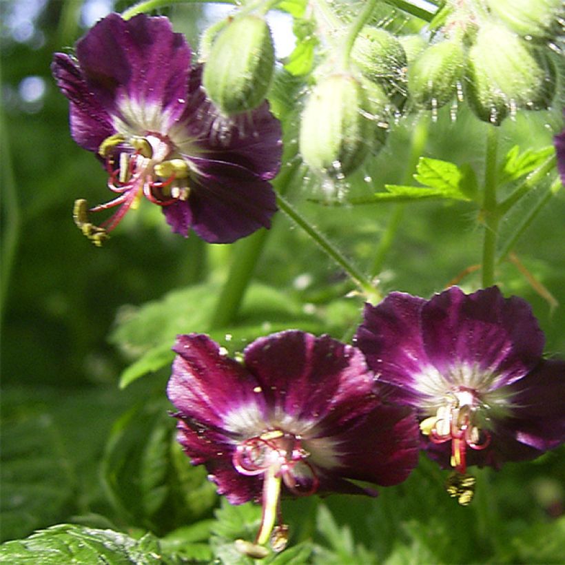 Géranium vivace phaeum (Flowering)