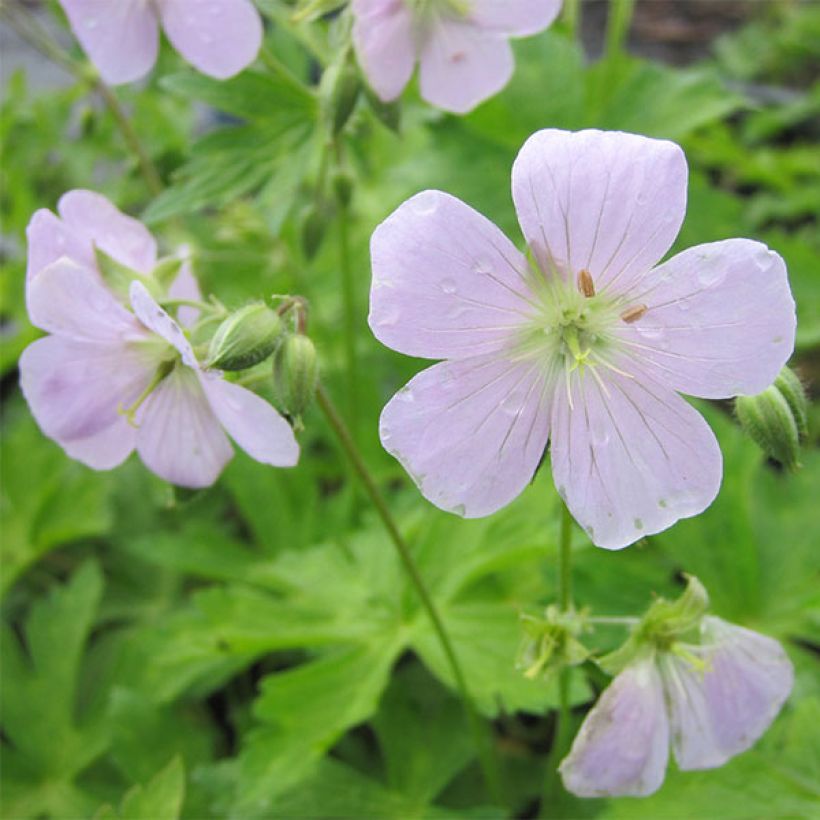 Géranium vivace maculatum Chatto (Flowering)