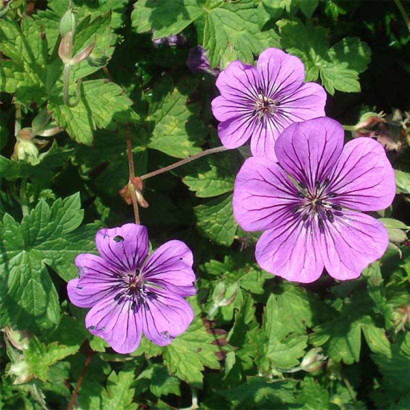 Géranium vivace Pink Penny (Flowering)