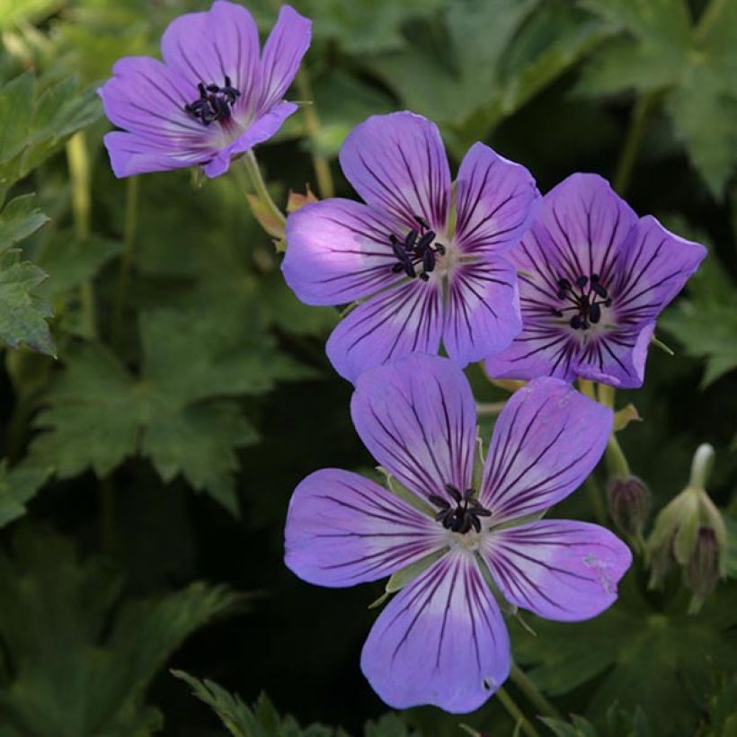 Géranium vivace Rise and Shine (Flowering)