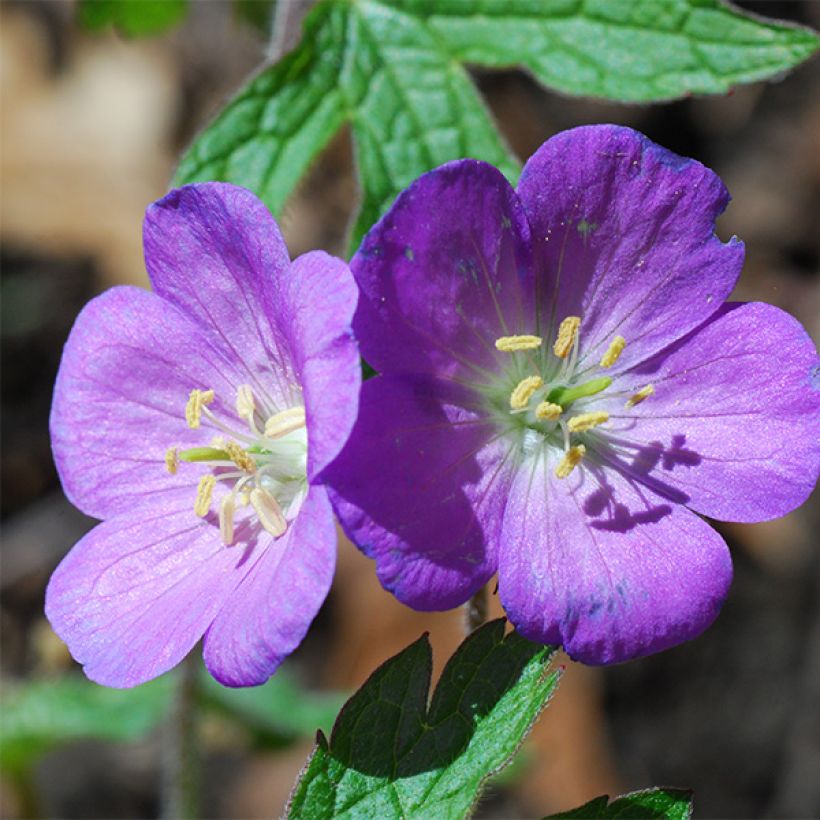 Géranium vivace Spinners (Flowering)