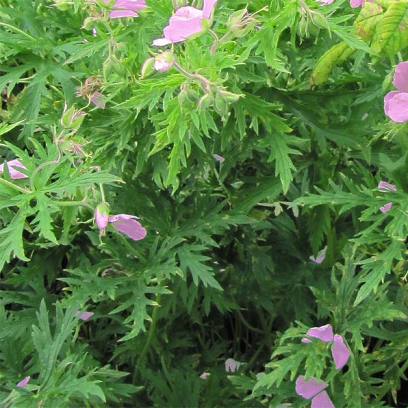 Géranium vivace clarkei Kashmir Pink (Foliage)