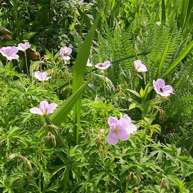 Géranium vivace clarkei Kashmir Pink (Flowering)