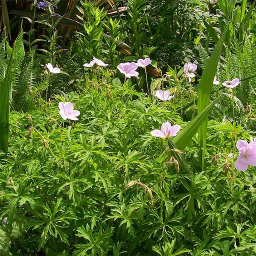 Géranium vivace clarkei Kashmir Pink (Plant habit)