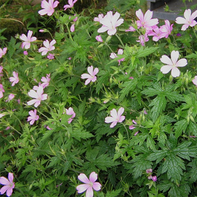 Géranium vivace endressii (Plant habit)