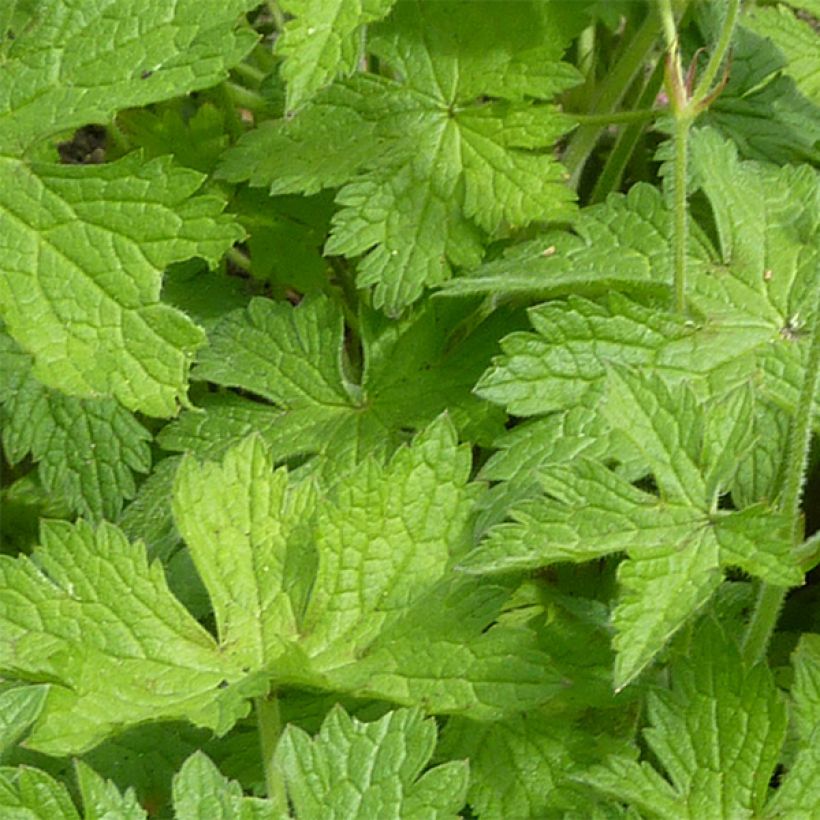 Géranium vivace endressii Beholder's Eye (Foliage)