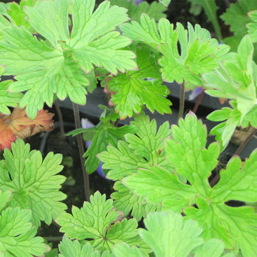 Géranium vivace himalayense (Foliage)