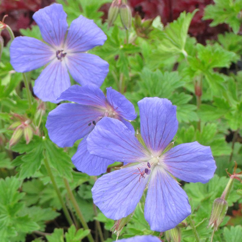 Géranium vivace himalayense (Flowering)
