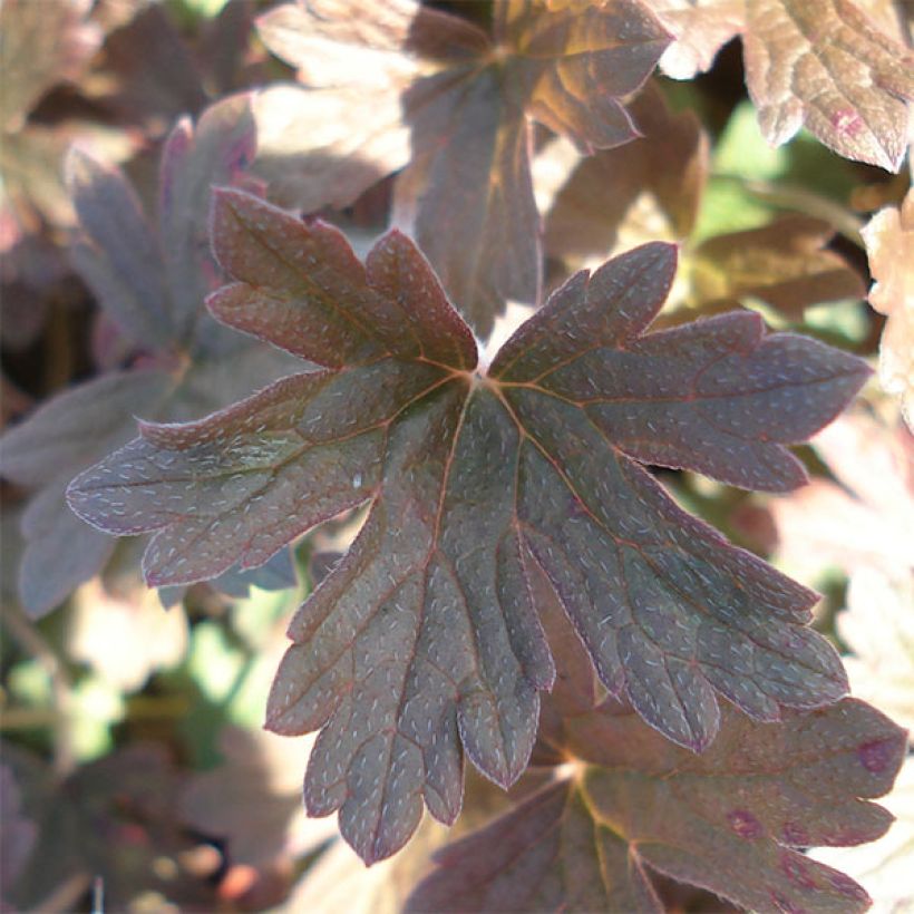 Géranium vivace oxonianum Sanne (Foliage)