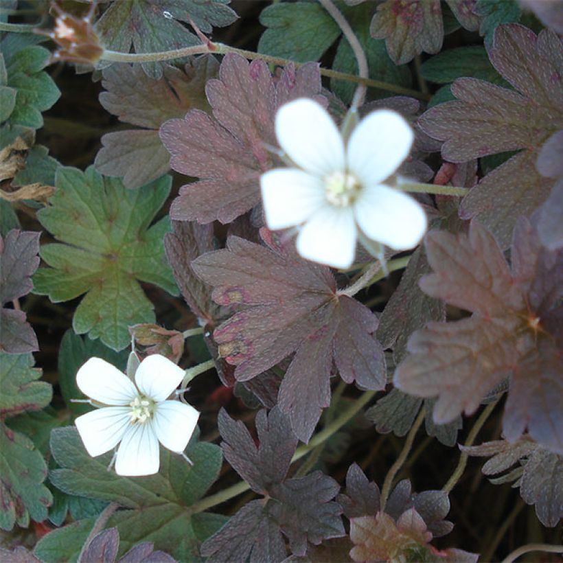 Géranium vivace oxonianum Sanne (Flowering)