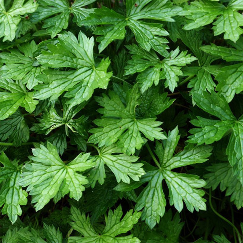 Géranium vivace oxonianum Sherwood (Foliage)
