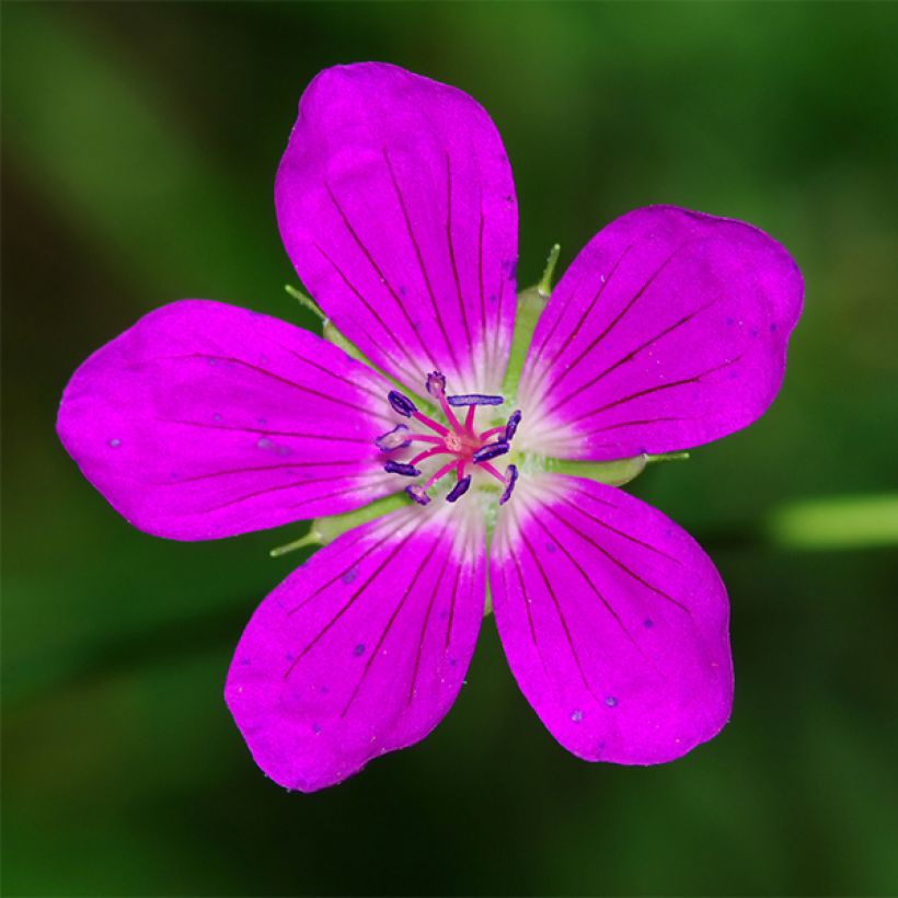 Géranium vivace palustre (Flowering)