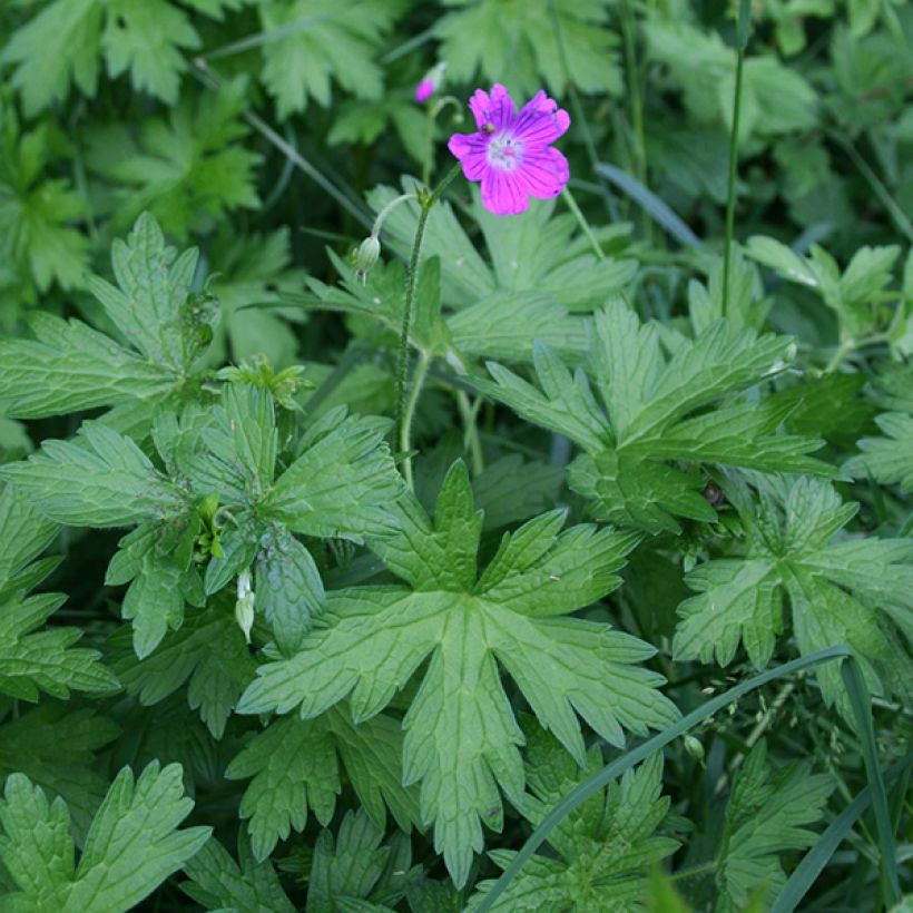 Géranium vivace palustre (Plant habit)