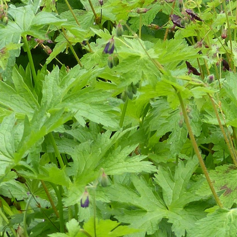 Géranium vivace phaeum Angelina (Foliage)
