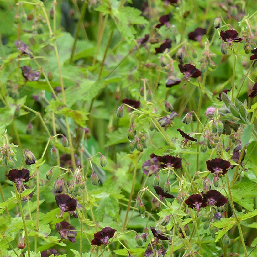 Géranium vivace phaeum Angelina (Flowering)
