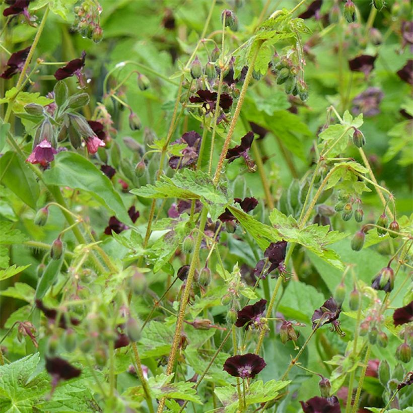 Géranium vivace phaeum Angelina (Plant habit)