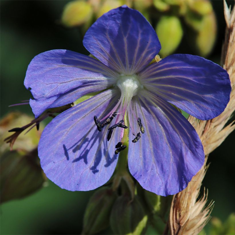 Géranium vivace pratense Cluden Sapphire - Géranium des près bleu (Flowering)