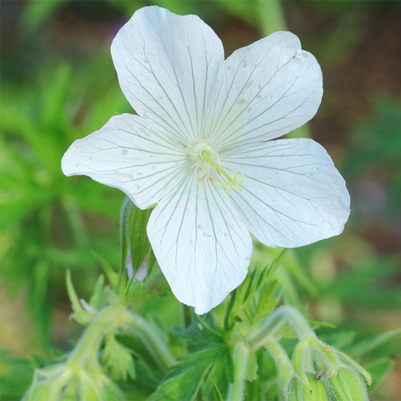 Géranium vivace pratense Galactic - Géranium des près blanc (Flowering)